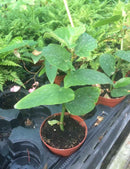 Begonia tamaya (maculata)