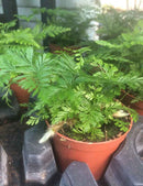 Davallia canariensis