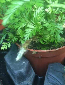 Davallia canariensis