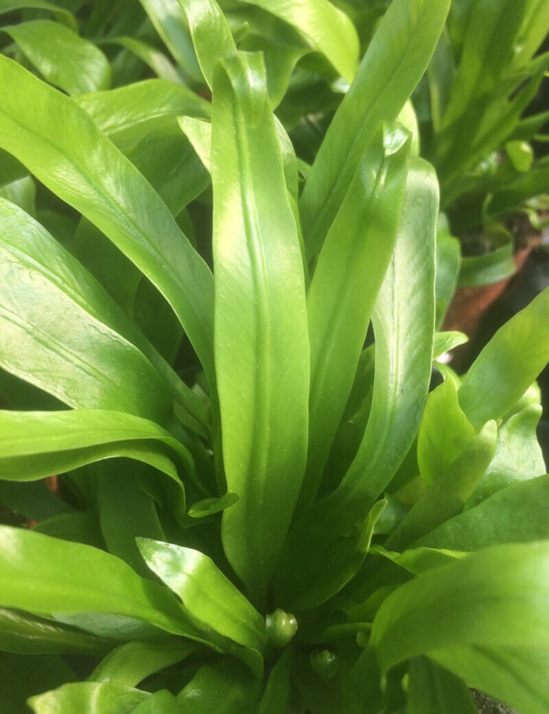 Asplenium nidus