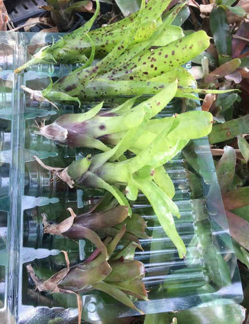 Rejets Neoregelia par lot