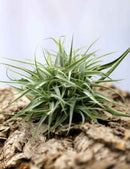 Tillandsia cacticola en touffe 35-40cm