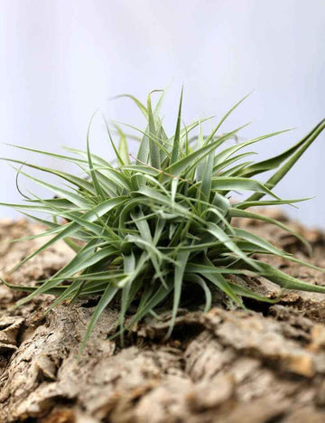 Tillandsia cacticola en touffe 35-40cm