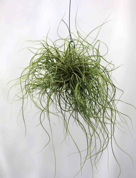 Tillandsia butzii en touffe