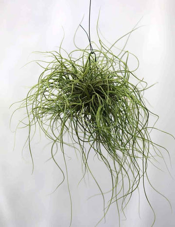 Tillandsia butzii en touffe