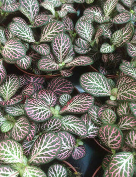 Fittonia 'rose'
