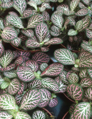 Fittonia 'rose'