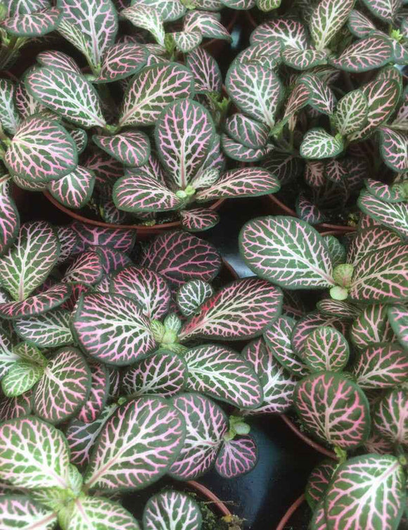 Fittonia 'rose'