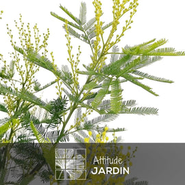 Mimosa Gaulois Tige 90 cm - clicktofournisseur.com
