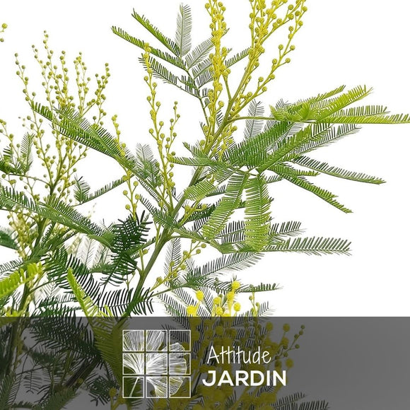 Mimosa Gaulois Tige 90 cm - clicktofournisseur.com