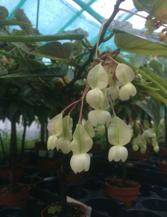 Begonia tamaya (maculata)