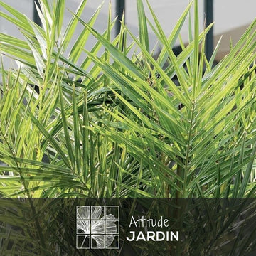 Phoenix Canariensis 90 cm - clicktofournisseur.com