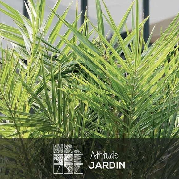 Phoenix Canariensis 90 cm - clicktofournisseur.com