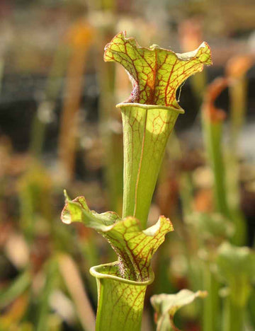 Sarracenia x Moorei