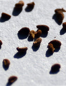 Graines de sarracenia mix