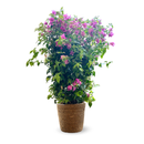 Bougainvillier Palissé 90 cm - clicktofournisseur.com