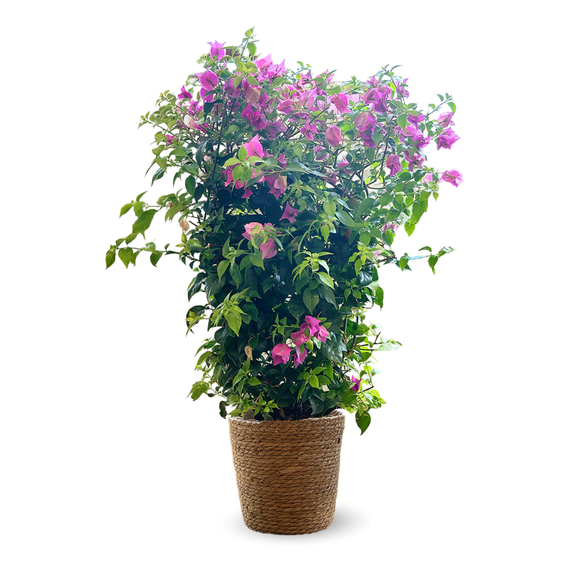 Bougainvillier Palissé 90 cm - clicktofournisseur.com