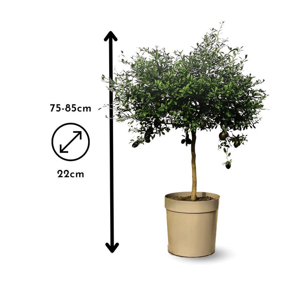 Citron Caviar Rouge 80 cm - clicktofournisseur.com