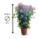 Bougainvillier Palissé 90 cm - clicktofournisseur.com