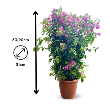 Bougainvillier Palissé 90 cm - clicktofournisseur.com
