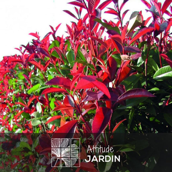 Photinia Red Robin 120 cm - clicktofournisseur.com
