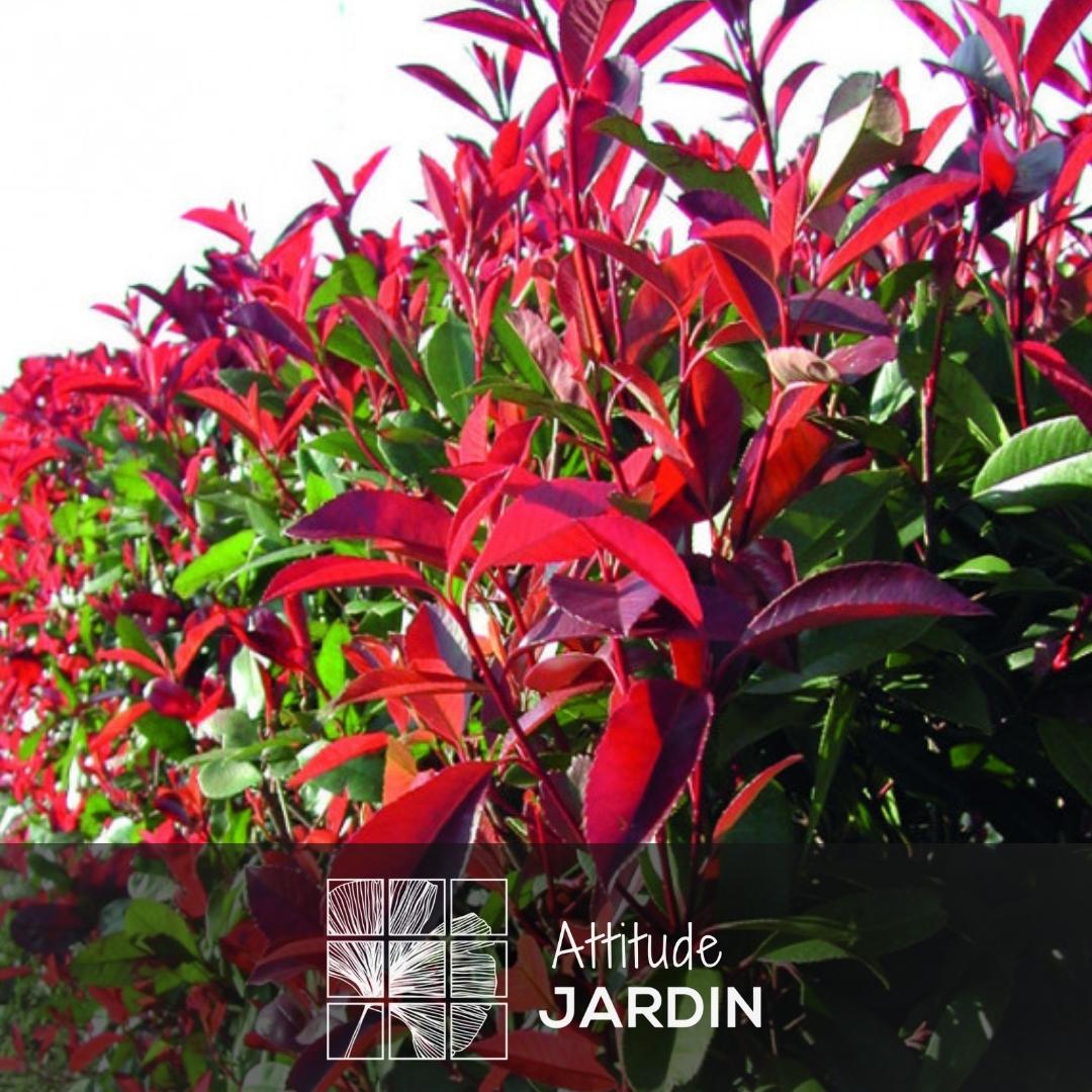 Photinia Red Robin 100 cm - clicktofournisseur.com