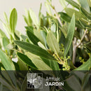 Olivier Europaea 90 cm - clicktofournisseur.com