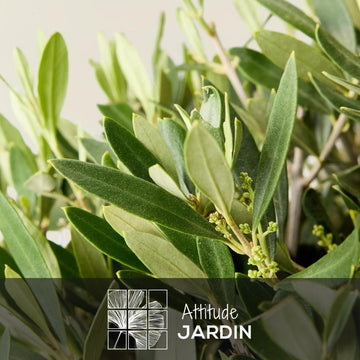 Olivier Europaea 90 cm - clicktofournisseur.com