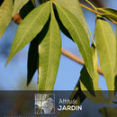 Rhus Viminalis Faux Bambou 100 cm - clicktofournisseur.com