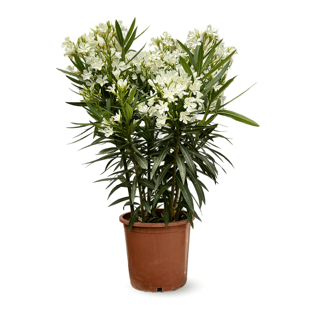 Laurier Rose Oleander 120 cm - clicktofournisseur.com