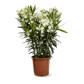 Laurier Rose Oleander 120 cm - clicktofournisseur.com