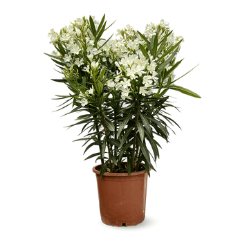 Laurier Rose Oleander 120 cm - clicktofournisseur.com