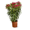 Laurier Rose Oleander 120 cm - clicktofournisseur.com