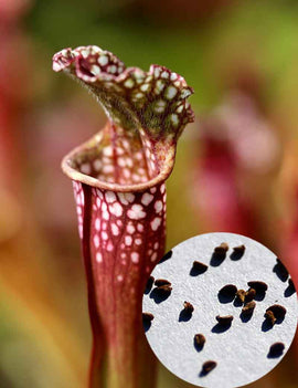 Graines de Sarracenia Stevensii