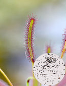 Graines de Drosera capensis - clicktofournisseur.com