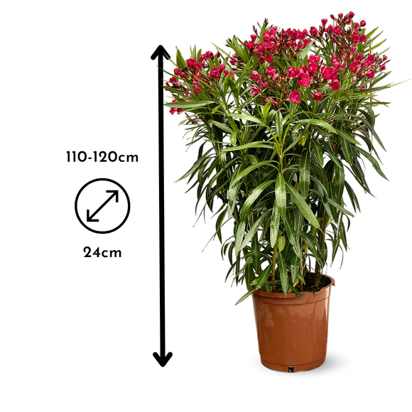 Laurier Rose Oleander 120 cm - clicktofournisseur.com