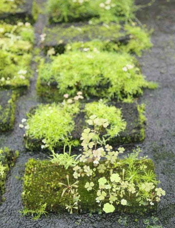 Plaque en Xaxim 20 x 10 x 1,5 cm