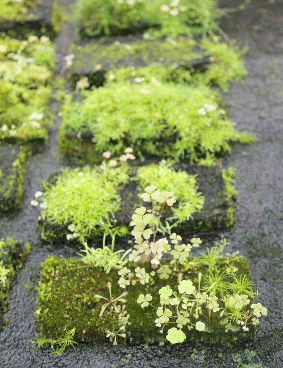 Plaque en Xaxim 20 x 10 x 1,5 cm