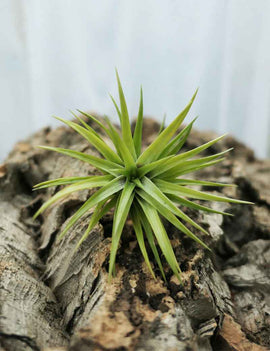 Tillandsia neglecta