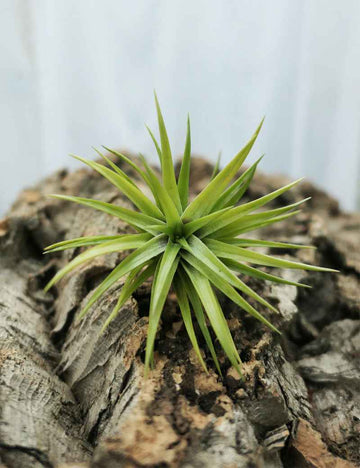 Tillandsia neglecta