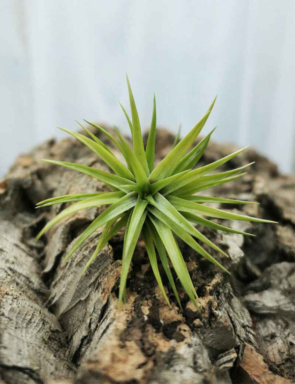 Tillandsia neglecta