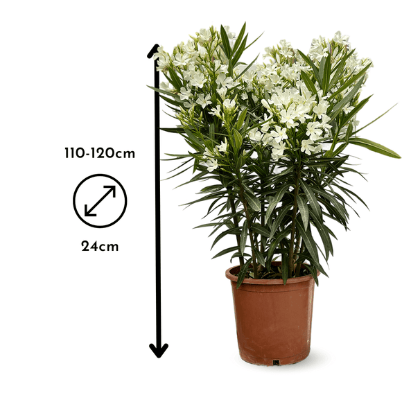Laurier Rose Oleander 120 cm - clicktofournisseur.com