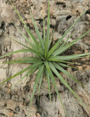 Tillandsia concolor