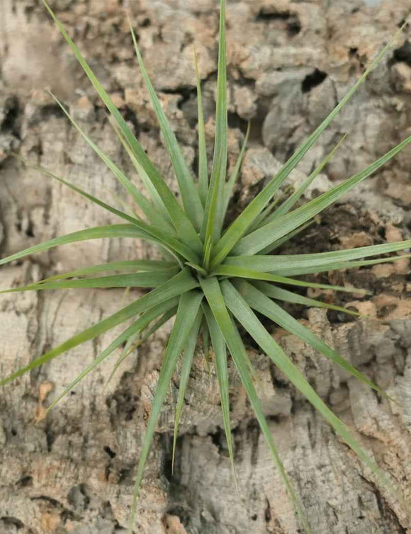 Tillandsia concolor