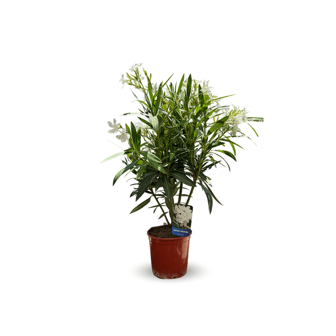 Laurier Rose Oleander 60 cm - undefined