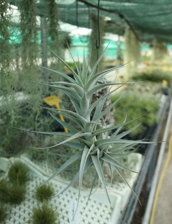 Tillandsia abdida - Fixé