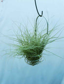 Tillandsia mallemontii - Suspendu