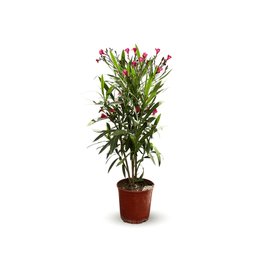 Laurier Rose Oleander 60 cm - undefined