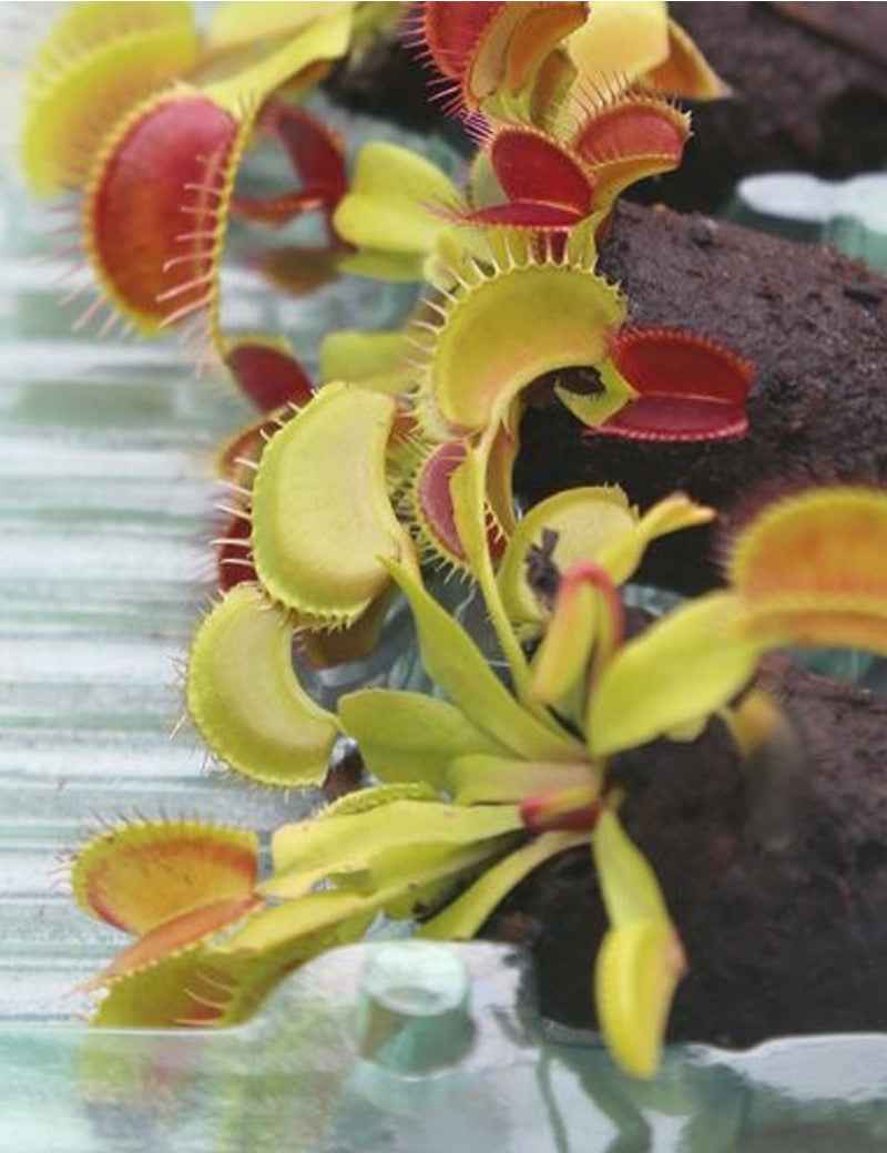 Motte de Dionaea muscipula