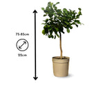 Combava 80 cm - clicktofournisseur.com